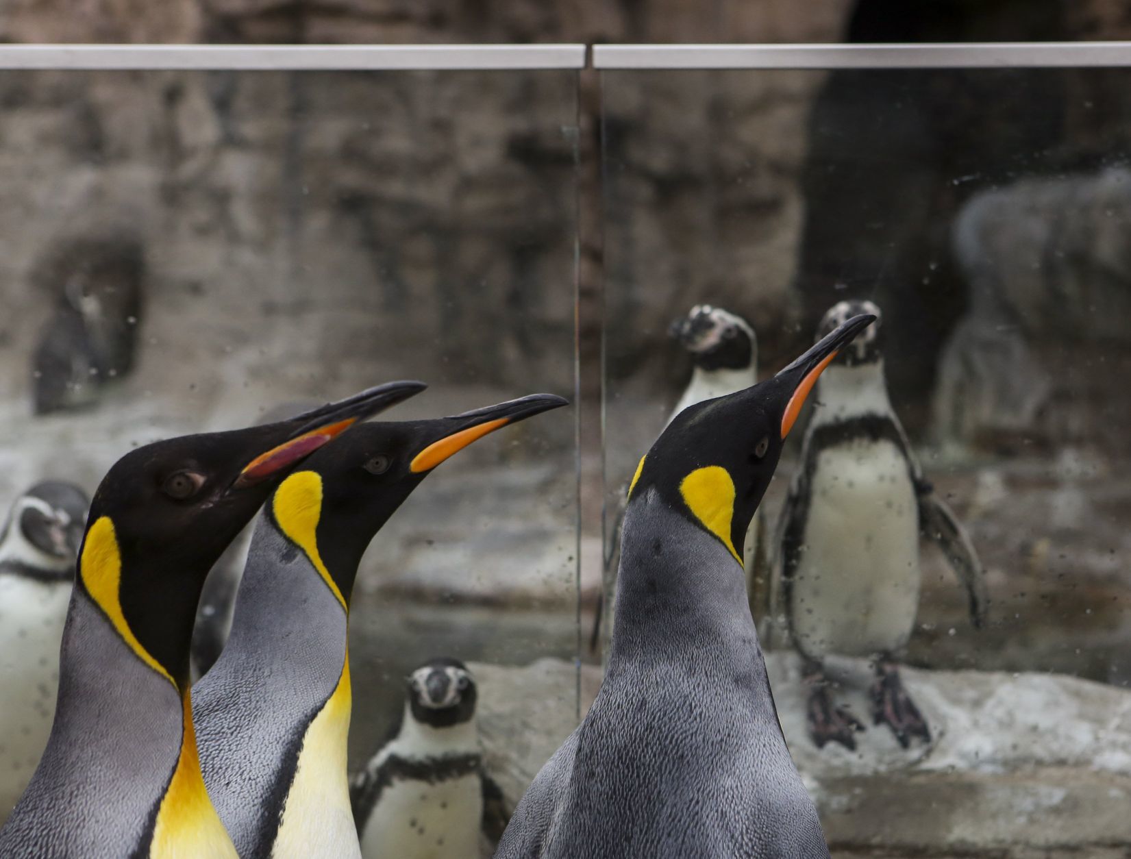 Penguin Pandemonium